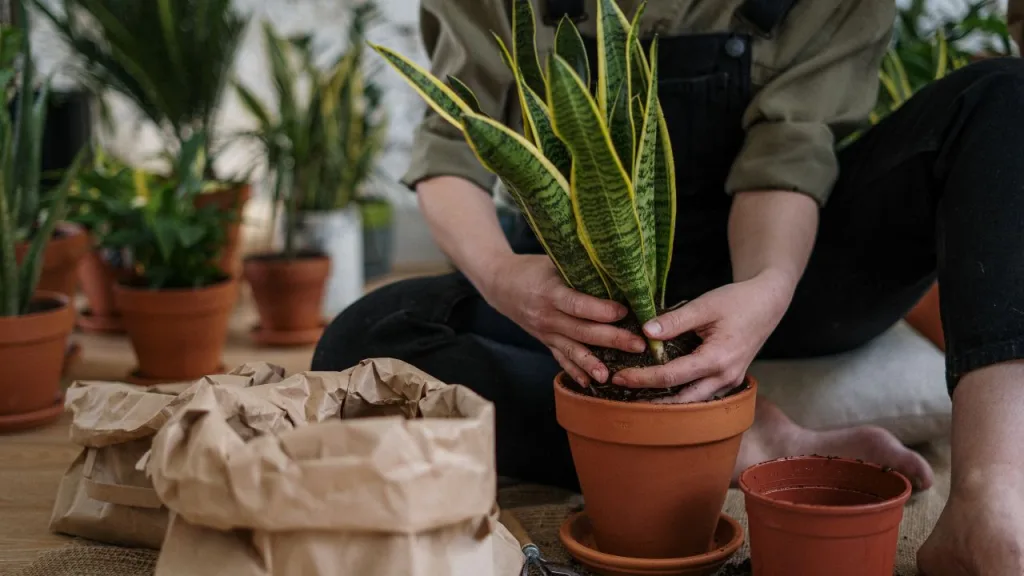 Indoor gardening for beginners with easy plants, pots, and simple care tips for a greener home.